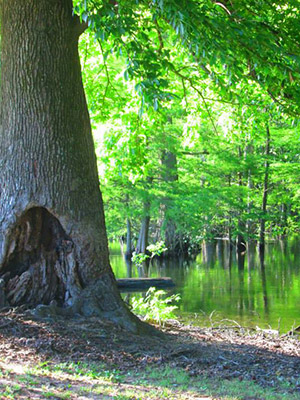 a bayou on a sunny day