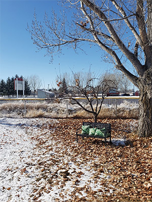 light dusting of sonw on a yard