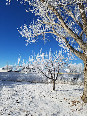 ice strom affects on yard